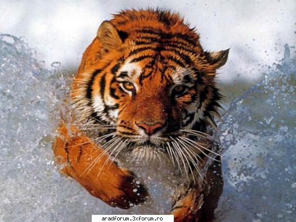 Animals Wallpapers - admin - Poze diverse